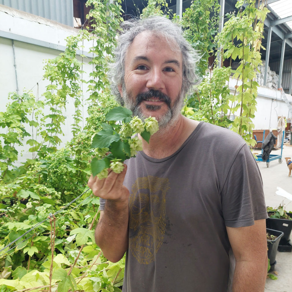 Hydroponic hops wales